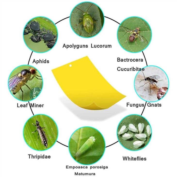 double side fruit fly traps